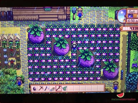 melon stardew